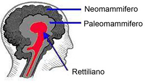 Cervello rettiliano e neomammifero